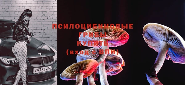 ПСИЛОЦИБИНОВЫЕ ГРИБЫ Осинники